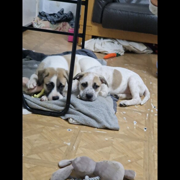 Mixed Breed - Bitches