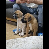Mixed Breed - Bitches
