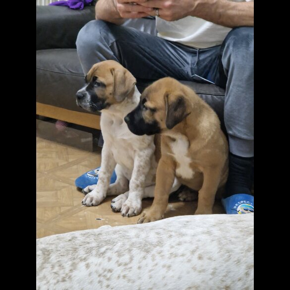 Mixed Breed - Bitches