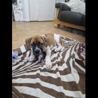 Mixed Breed - Bitches