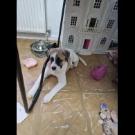Mixed Breed - Bitches