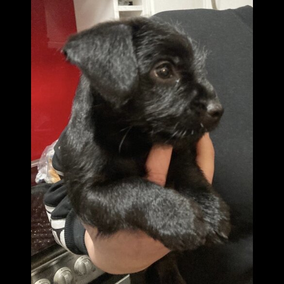 Patterdale Terrier - Both