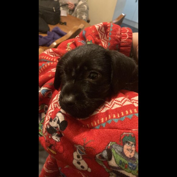 Patterdale Terrier - Both