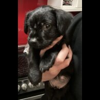 Patterdale Terrier - Both