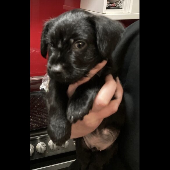 Patterdale Terrier - Both