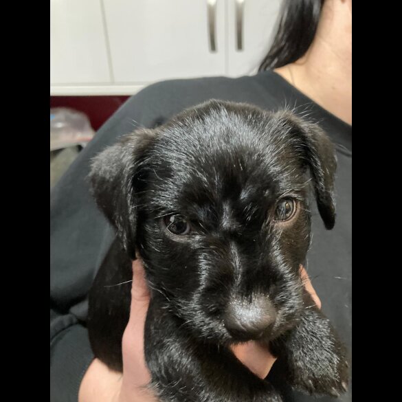 Patterdale Terrier - Both