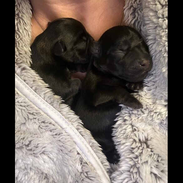 Patterdale Terrier - Both