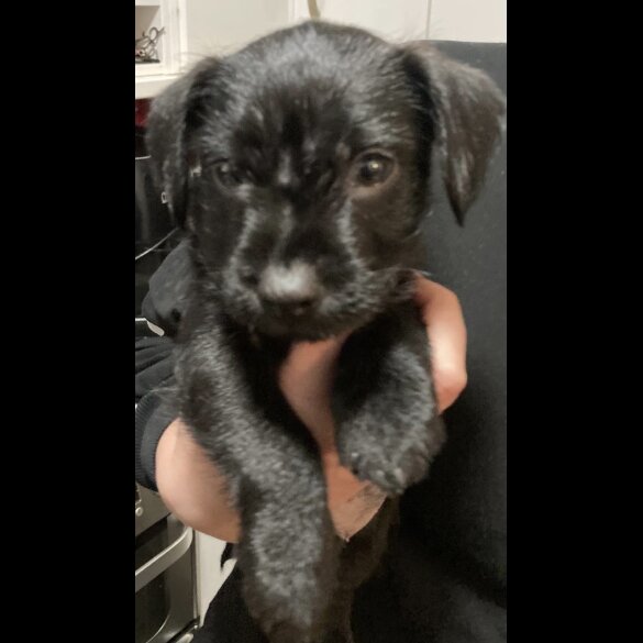 Patterdale Terrier - Both