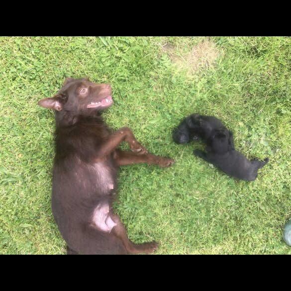 Patterdale Terrier - Both