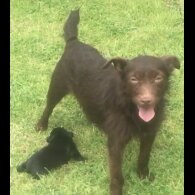 Patterdale Terrier - Both