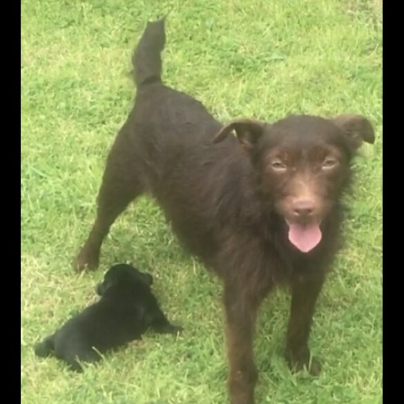 Patterdale Terrier - Both