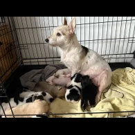 Patterdale Terrier - Both