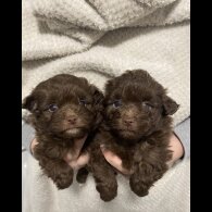 Pomeranian - Both
