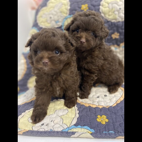 Pomeranian - Both