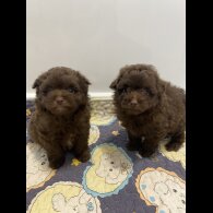 Pomeranian - Both