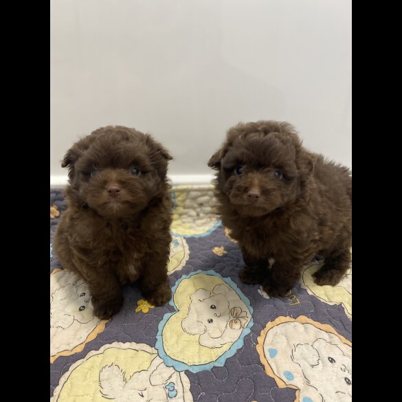 Pomeranian - Both
