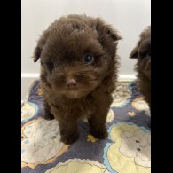 Pomeranian - Both