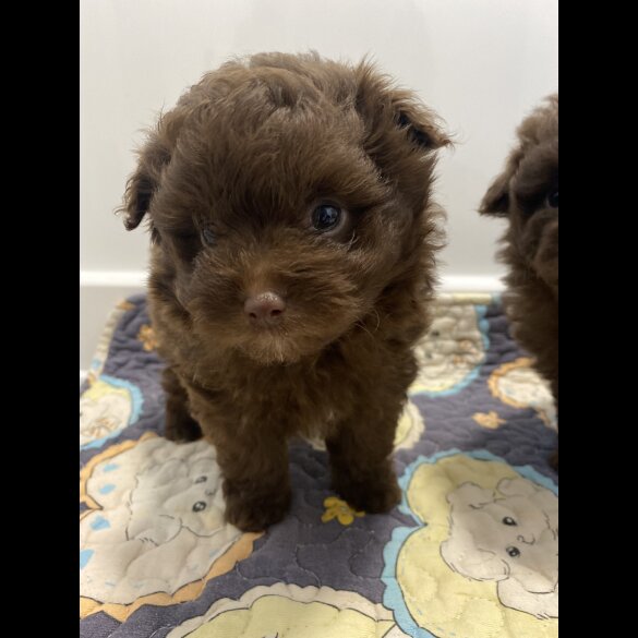 Pomeranian - Both