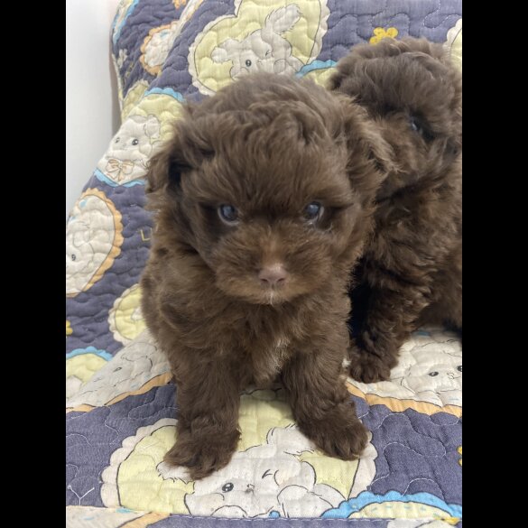 Pomeranian - Both