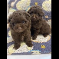 Pomeranian - Both