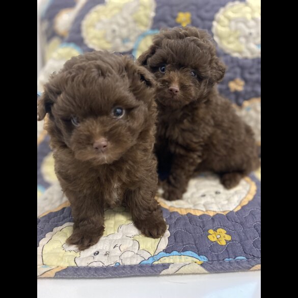 Pomeranian - Both