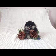 Pomeranian - Both
