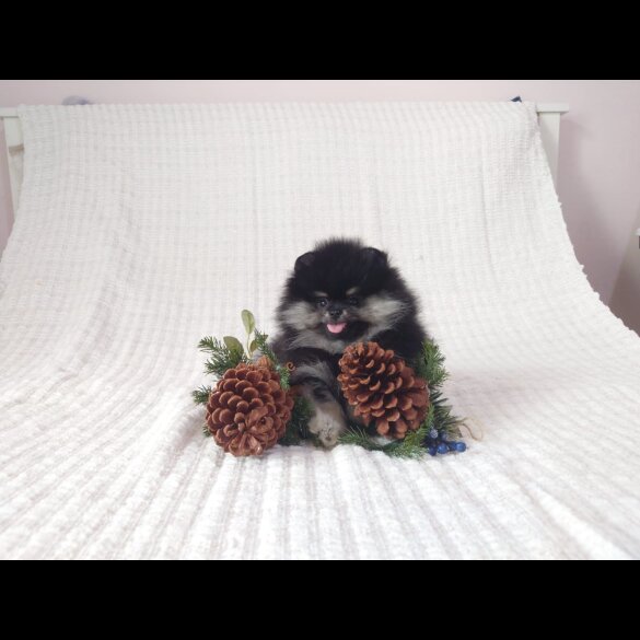 Pomeranian - Both