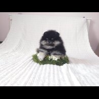 Pomeranian - Both