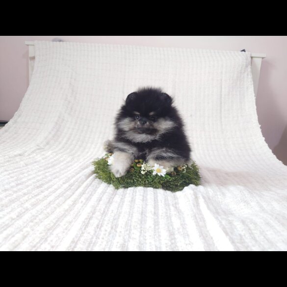 Pomeranian - Both