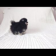 Pomeranian - Both