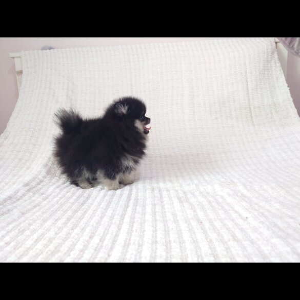 Pomeranian - Both