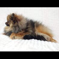 Pomeranian - Both