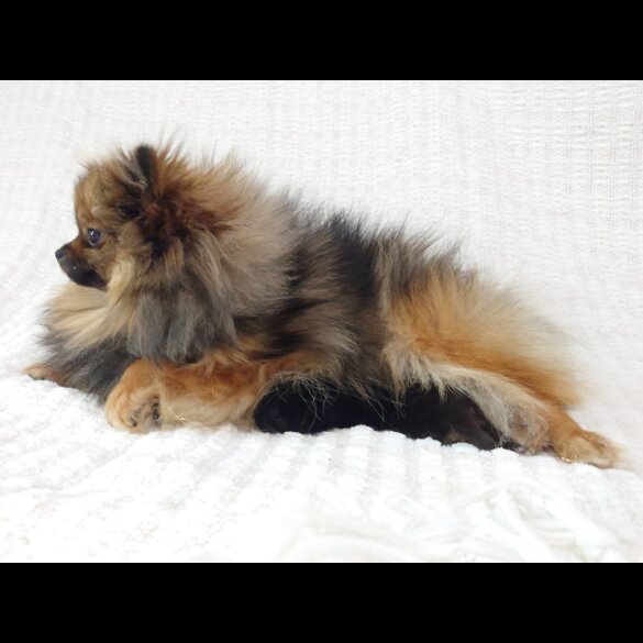 Pomeranian - Both