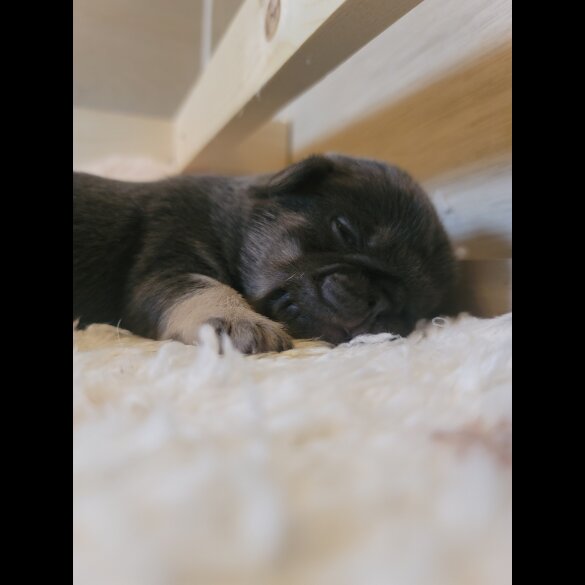 Pug - Both