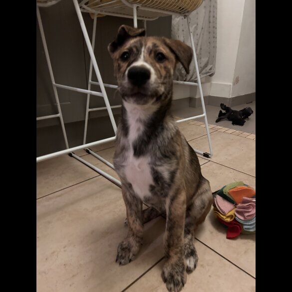 Mixed Breed - Both