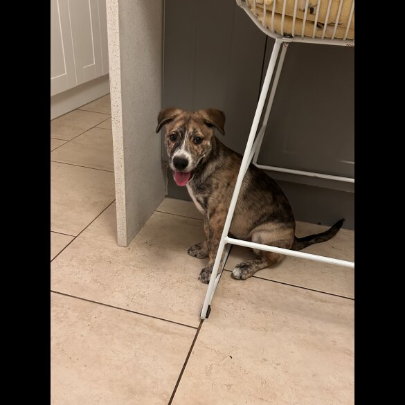 Mixed Breed - Both
