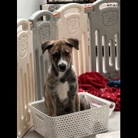 Mixed Breed - Both