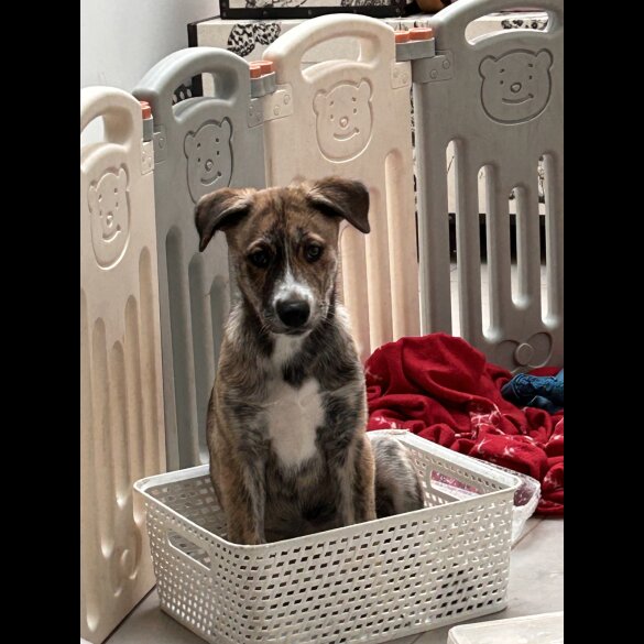 Mixed Breed - Both