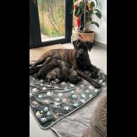 Mixed Breed - Both