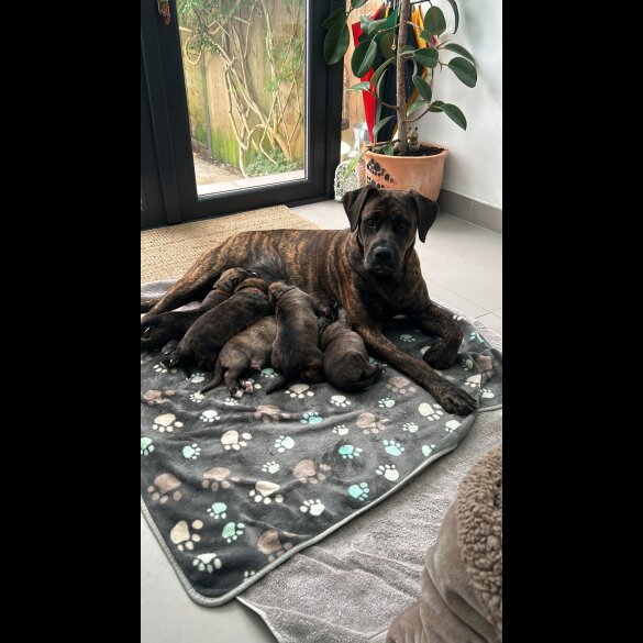 Mixed Breed - Both