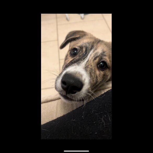 Mixed Breed - Both