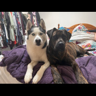 Mixed Breed - Both