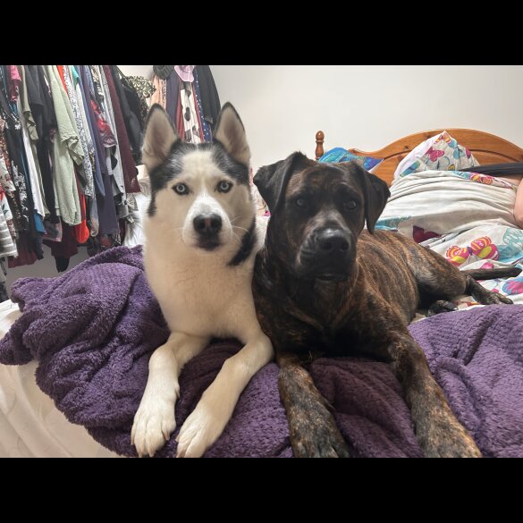 Mixed Breed - Both