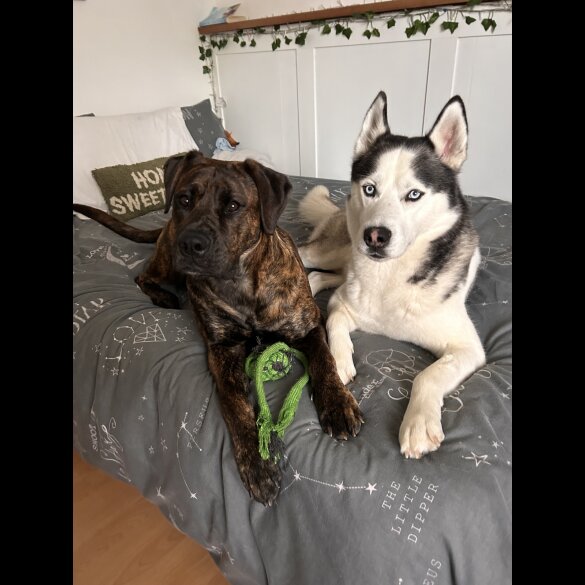 Mixed Breed - Both