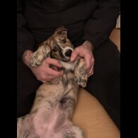 Mixed Breed - Both