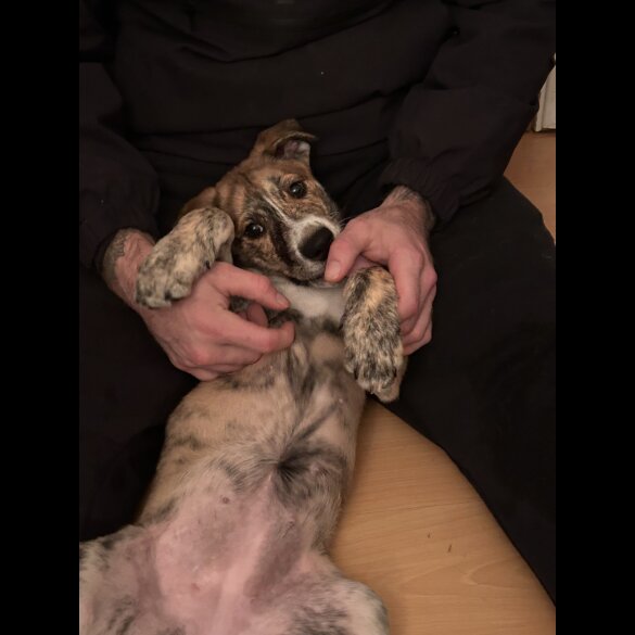 Mixed Breed - Both