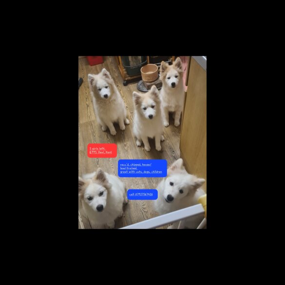 Samoyed - Bitches