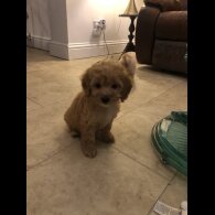 Schnoodle - Both