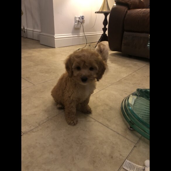 Schnoodle - Both