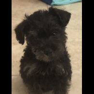 Schnoodle - Both
